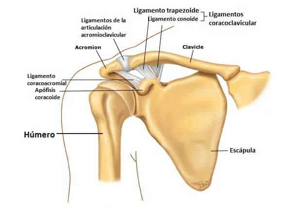 Articulación acromioclavicular Articulación acromioclavicular