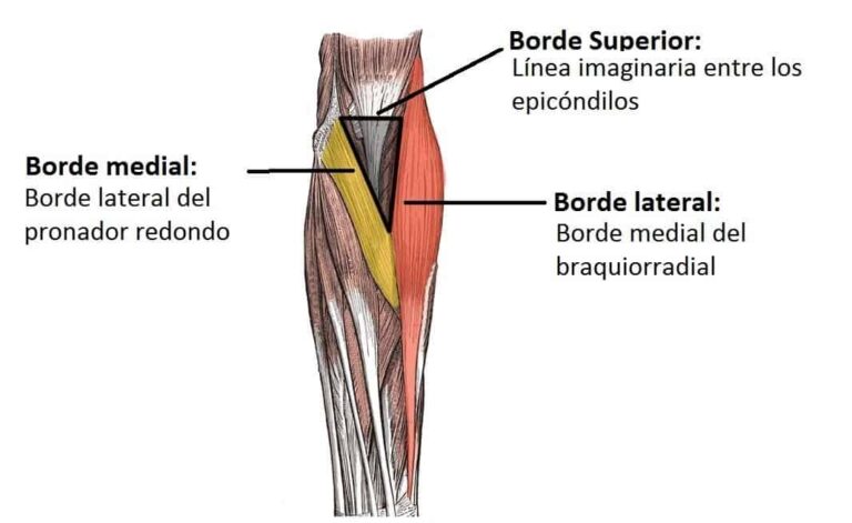 Fosa Cubital Bordes Contenido Y Relevancia Cl Nica