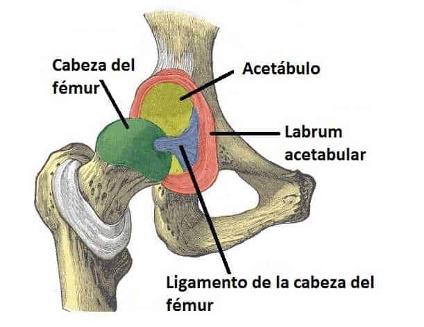 Articulación de la cadera