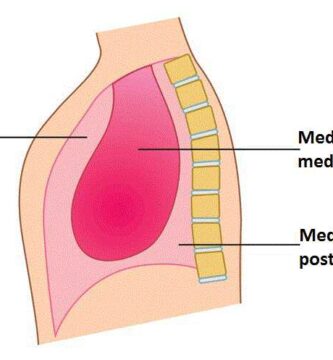 Mediastino anterior