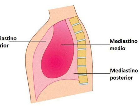 Áreas del tórax Mediastino anterior