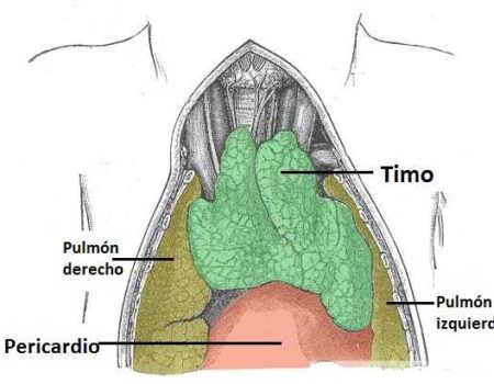 Mediastino anterior
