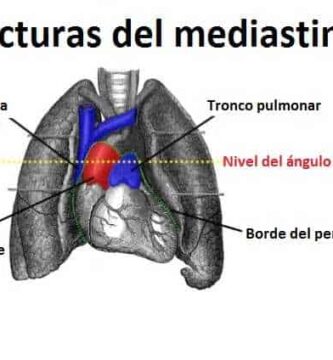Mediastino medio