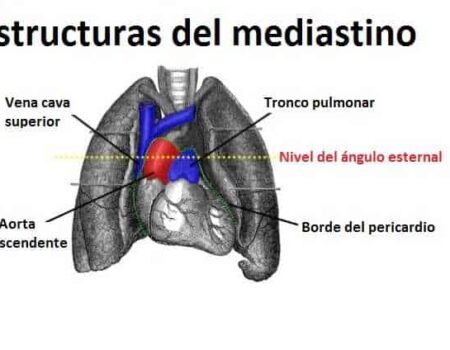 Áreas del tórax Mediastino medio