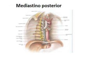 mediastino posterior