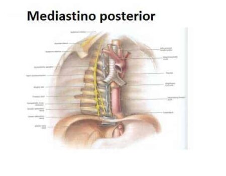 Áreas del tórax mediastino posterior
