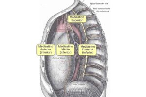Mediastino superior