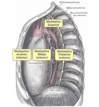 Mediastino superior
