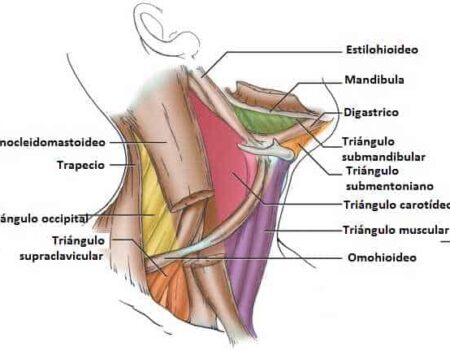 Triángulo anterior del cuello