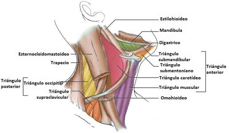 Triángulo anterior del cuello Triángulo anterior del cuello
