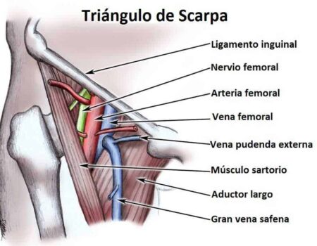 Triángulo de Scarpa