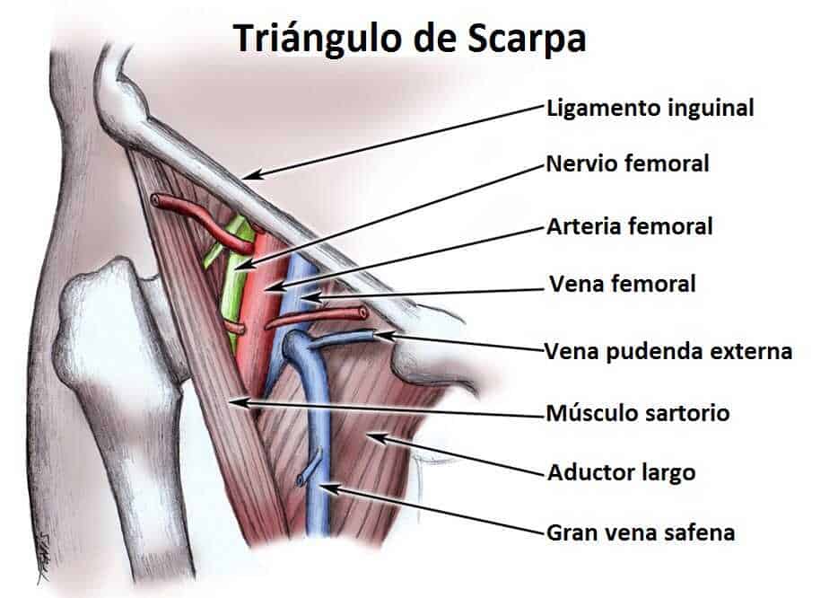 Triángulo de Scarpa Triángulo de Scarpa