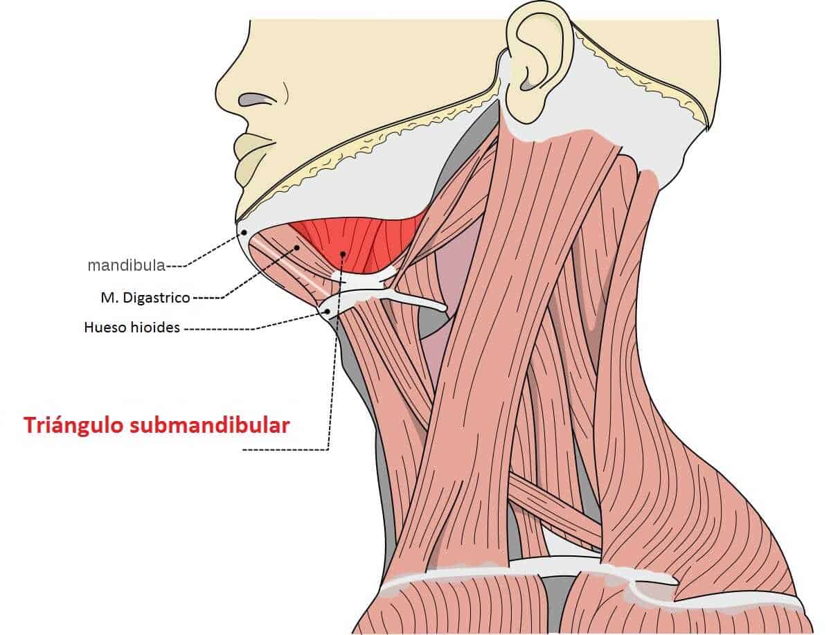 🥇 Triángulo anterior del cuello 🥇 Triángulo anterior del cuello