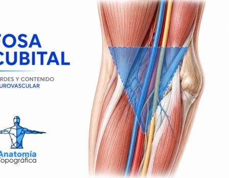 Fosa cubital: bordes y contenido neurovascular