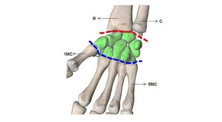 Articulación radiocarpiana