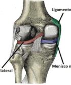 Articulación de la rodilla