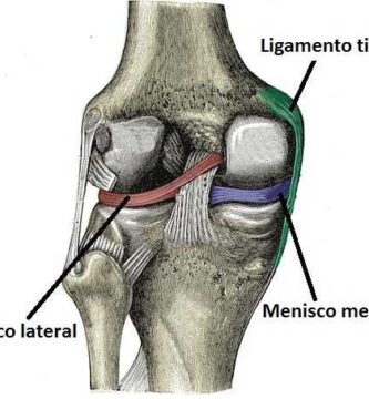 Articulación de la rodilla