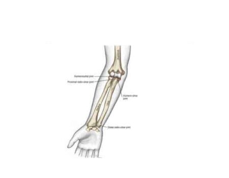 Articulación del codo