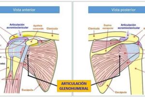 Articulación glenohumeral