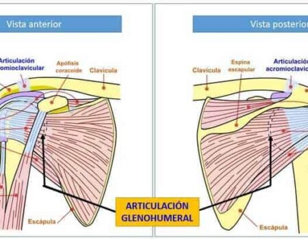 Articulación glenohumeral Articulación glenohumeral