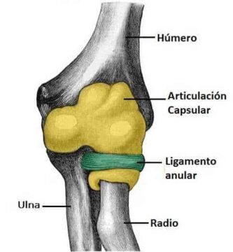 Articulación radioulnar proximal