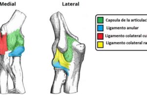 Ligamentos de la articulación del codo