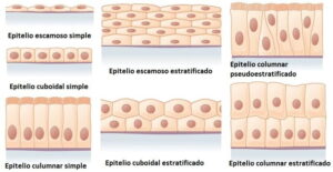 Tejido epitelial: tipos, clasificación, funciones y patología