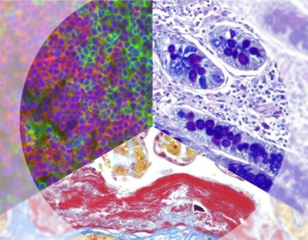 Histología: descripción general histología