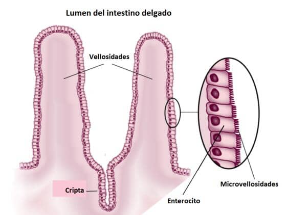 histología del intestino delgado
