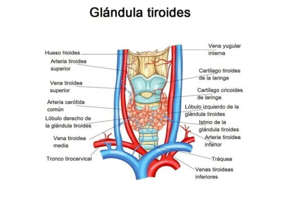 histolog-a-de-la-gl-ndula-tiroides-anatom-a-embriolog-a