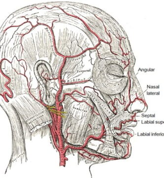 Arteria facial