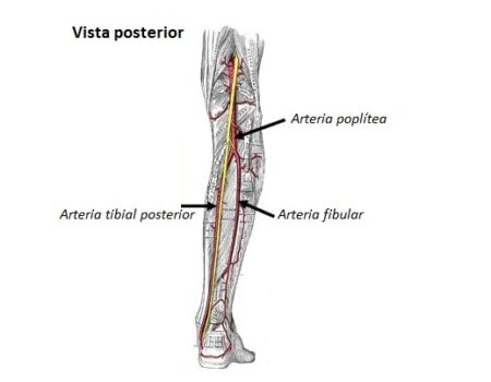 Arteria fibular o arteria peronea