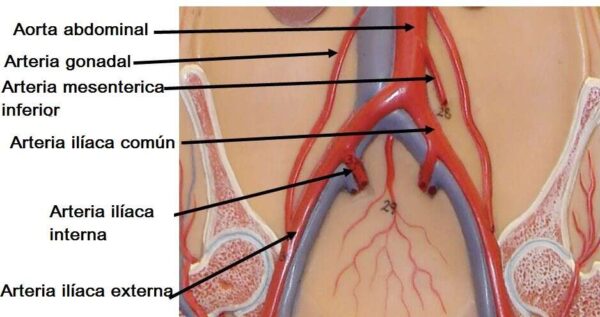 Arteria ilíaca común