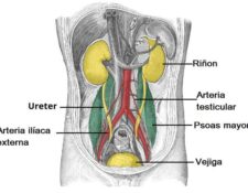 Arteria ilíaca externa