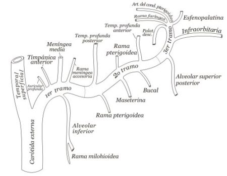 Arteria meníngea media