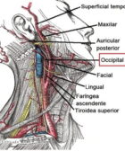 Arteria occipital