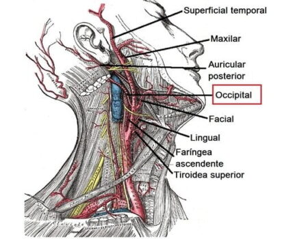 Arteria occipital