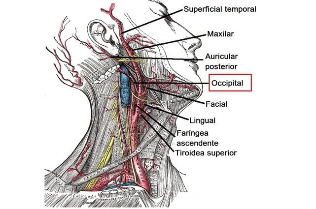 Arteria occipital Arteria occipital