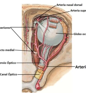 Arteria oftálmica