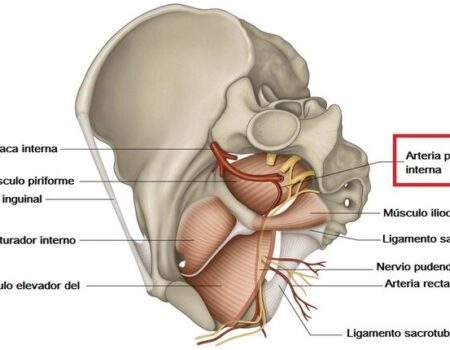 Arteria pudenda interna