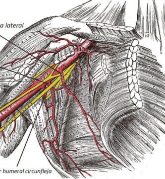 Arteria subescapular