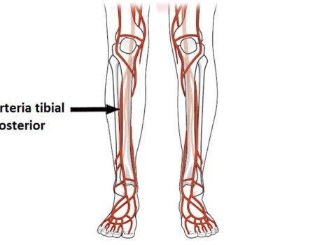 Arteria tibial posterior