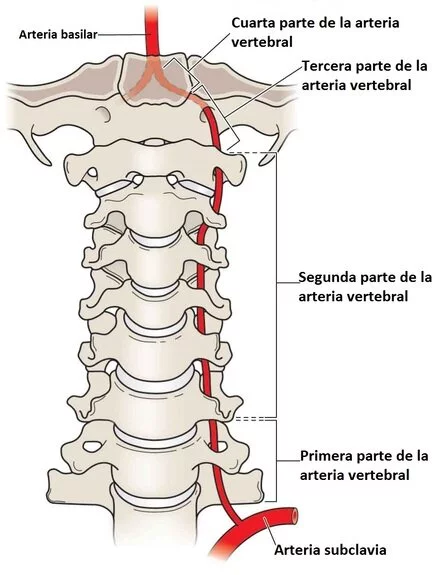 ramas de la arteria vertebral