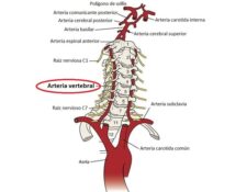 Arteria vertebral