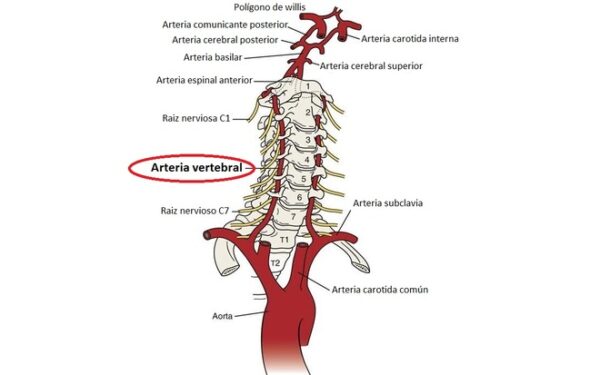 Arteria vertebral