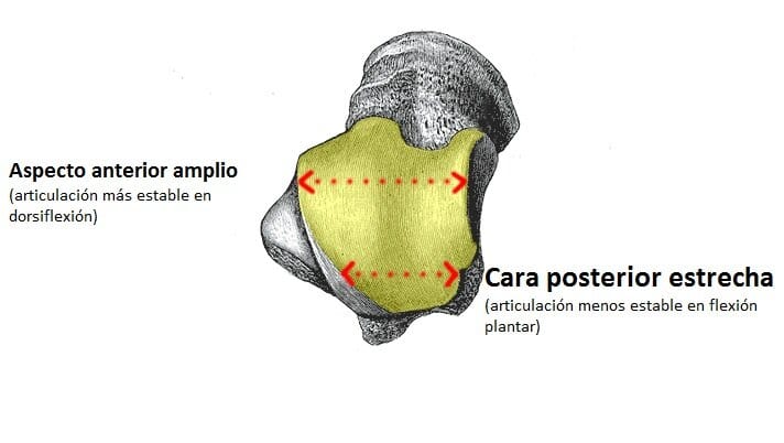 Articulación del tobillo Articulación del tobillo