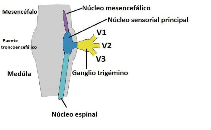 Nervio Trigémino
