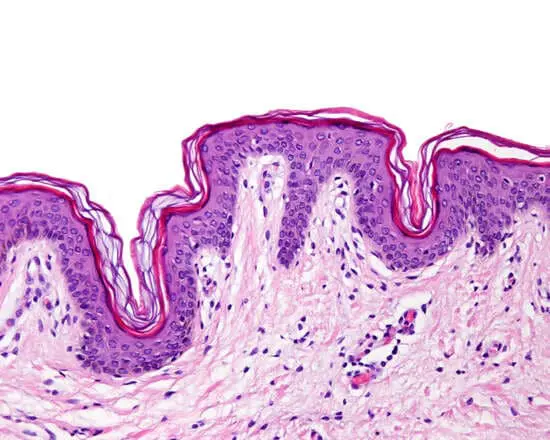 histología de las capas de la piel humana