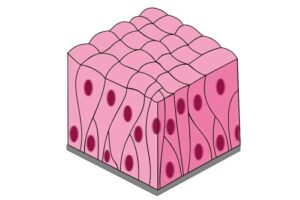 Epitelio cilíndrico pseudoestratificado