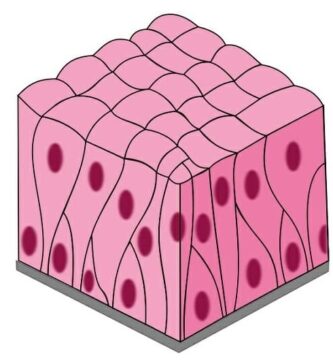 Epitelio cilíndrico pseudoestratificado